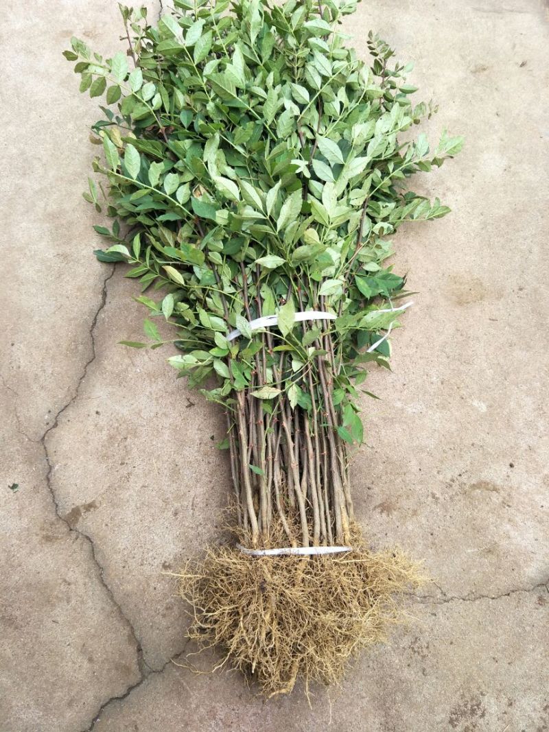 花椒苗品种大红袍花椒苗基地狮子头花椒苗批发