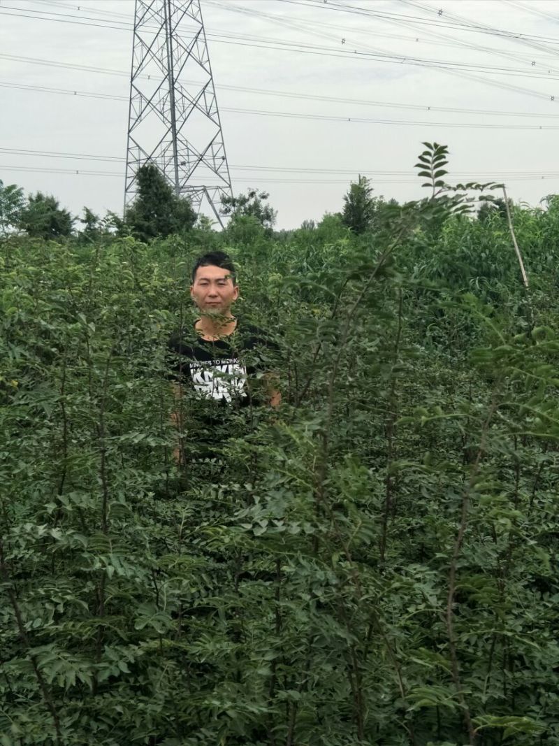 花椒苗品种大红袍花椒苗基地狮子头花椒苗批发
