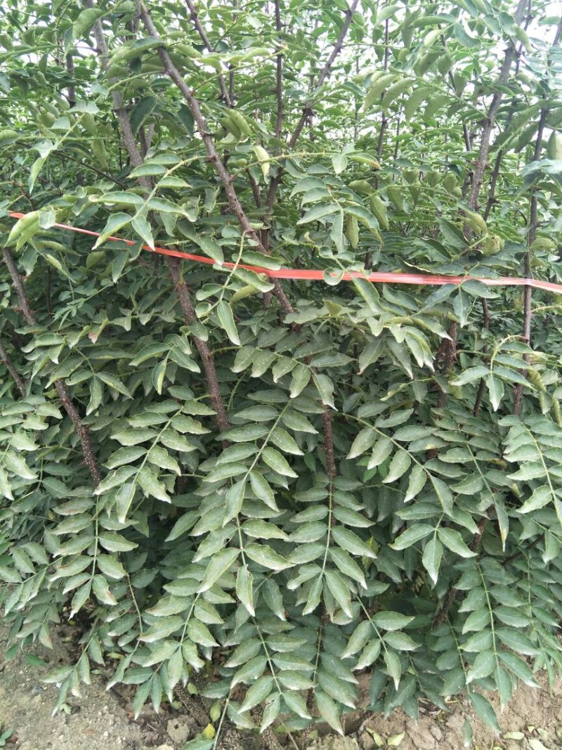 花椒苗品种大红袍花椒苗基地狮子头花椒苗批发