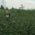 花椒苗品种大红袍花椒苗基地狮子头花椒苗批发