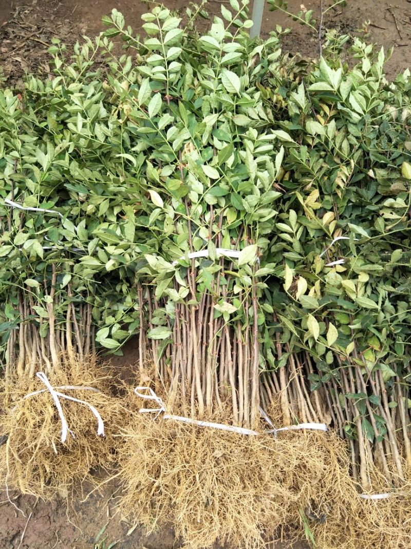 花椒苗品种大红袍花椒苗基地狮子头花椒苗批发