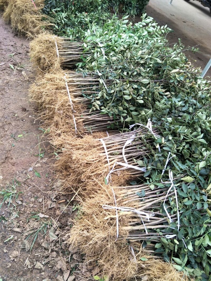 花椒苗品种大红袍花椒苗基地狮子头花椒苗批发