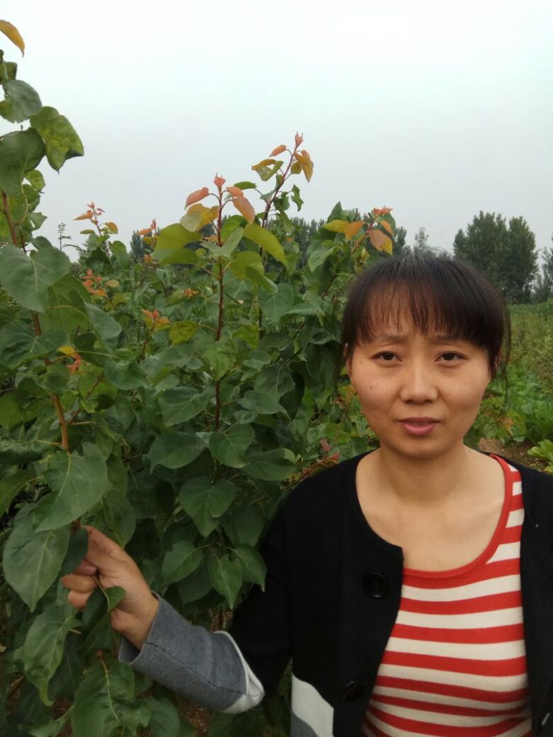 珍珠油杏树苗80cm以上，保证品种，现刨现发