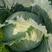 河南精品扁包菜，京丰，墨玉50甘蓝，各种规格，保质保量