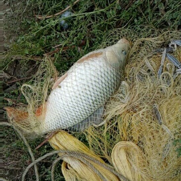 池鲤鱼食用1~2公斤