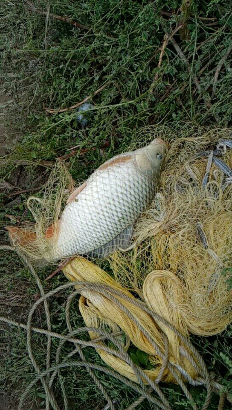 池鲤鱼食用1~2公斤