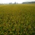 早粳稻谷1级《杂交水稻》产地直供、量大从优