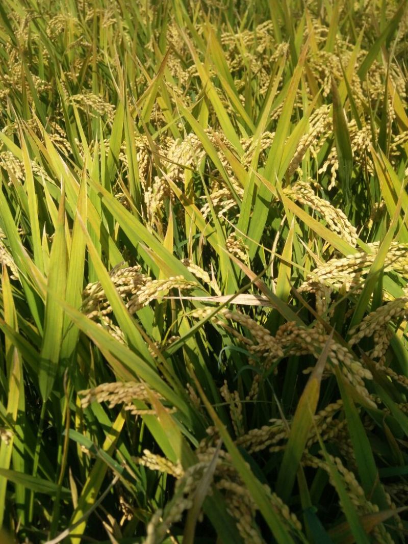 早粳稻谷1级《杂交水稻》产地直供、量大从优