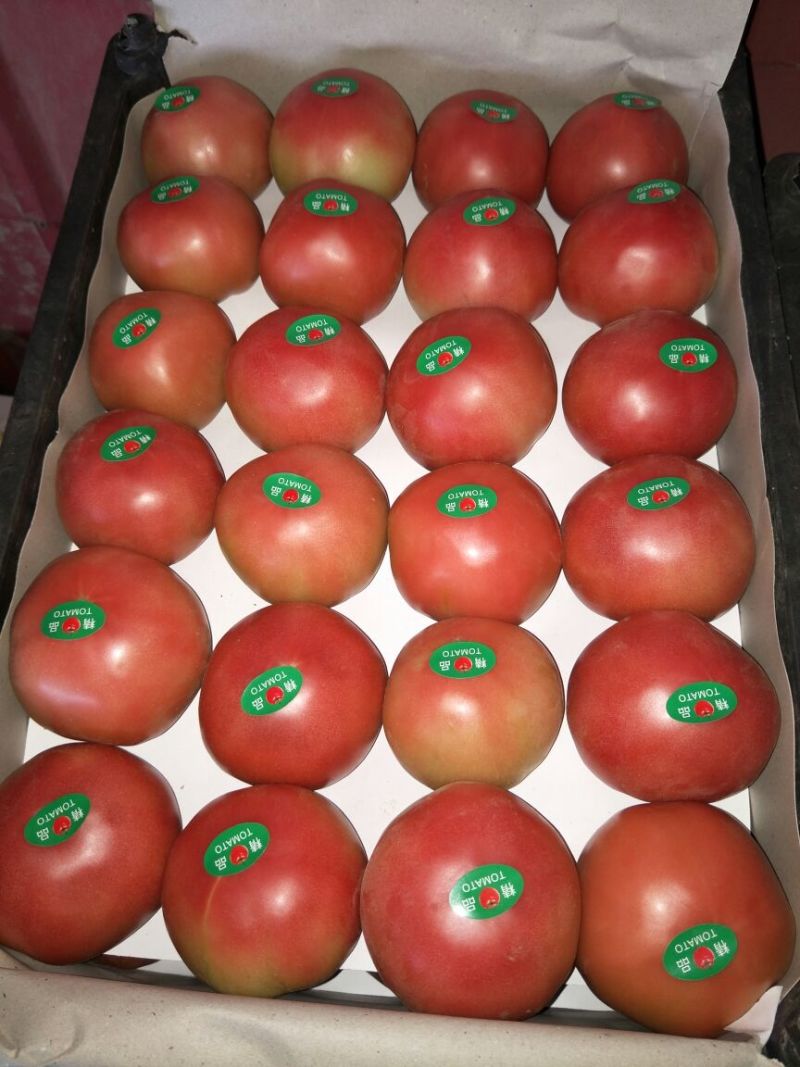 硬粉西红柿弧三以上硬粉精品