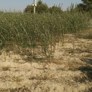 柳树种条1~1.5m