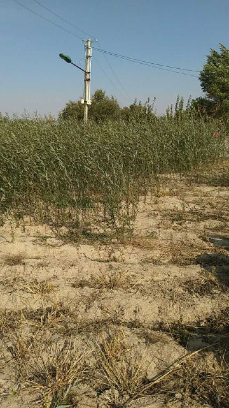 柳树种条1~1.5m