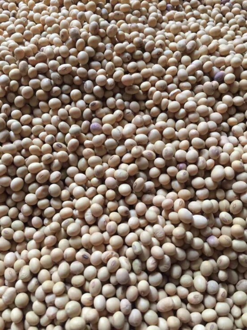 黄豆磨豆腐做种子