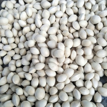 银杏果自家量大可议价