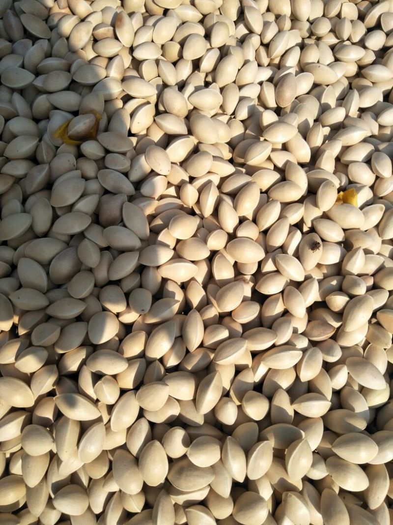 银杏果自家量大可议价