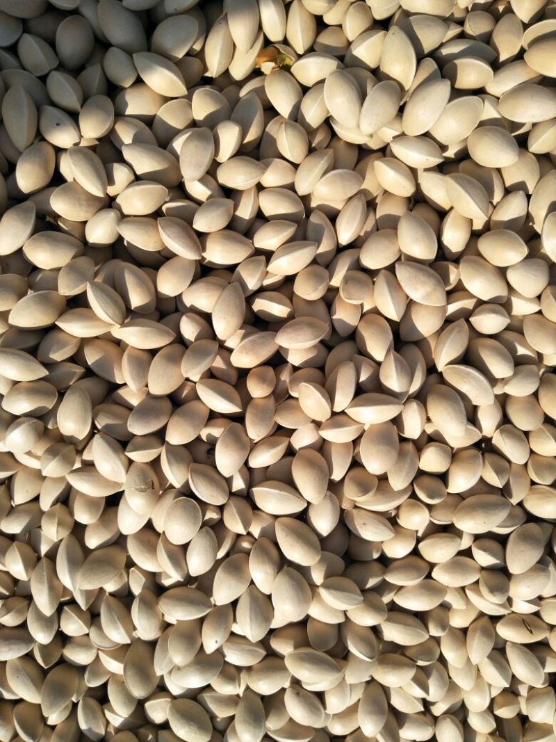 银杏果自家量大可议价
