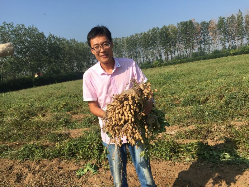 潍花8号花生种子，大良一号花生种子干货