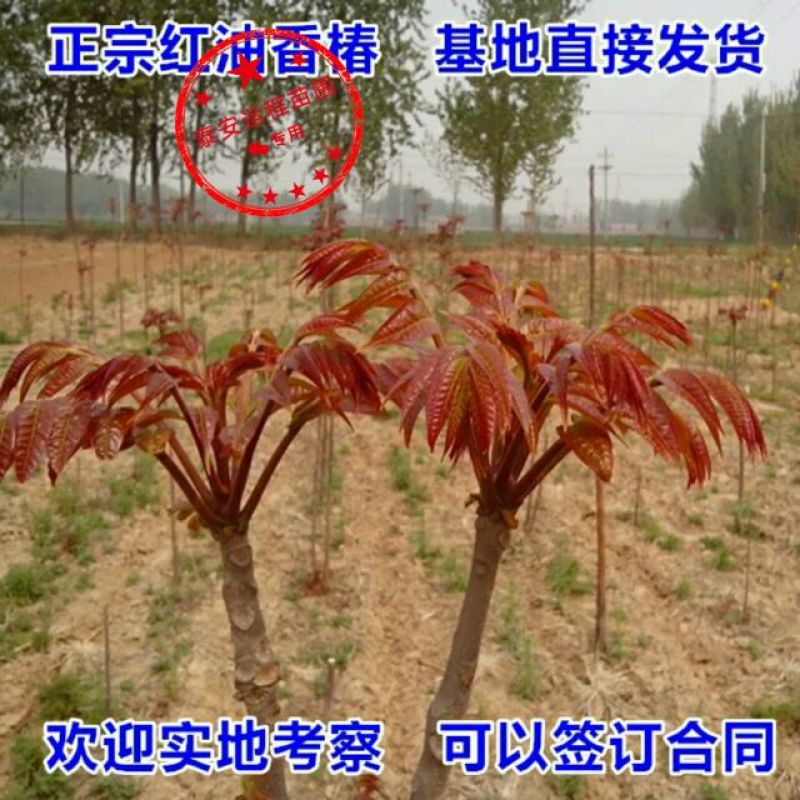 红油香椿苗香椿苗一手货源基地直发提供种植技术指导