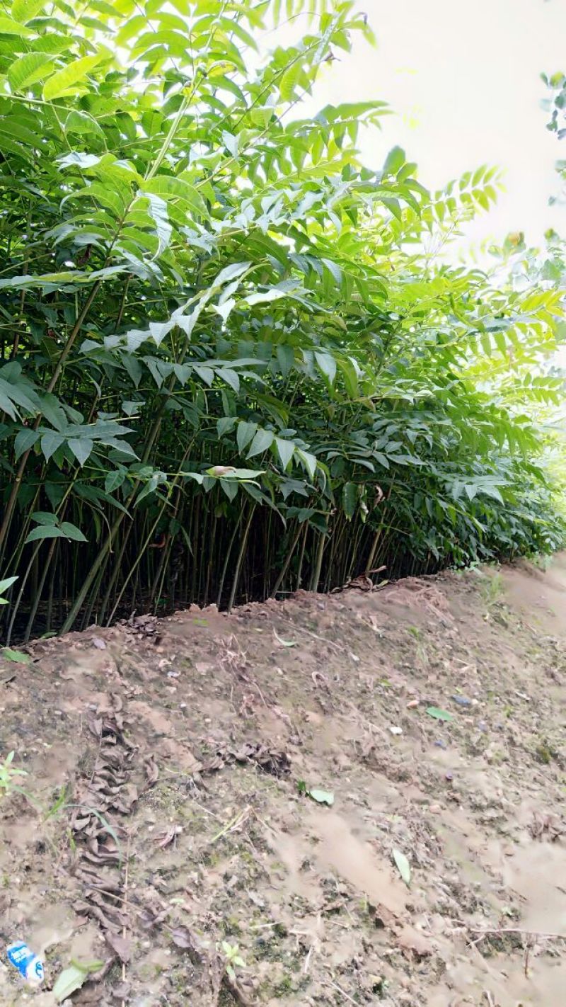 红油香椿苗香椿苗一手货源基地直发提供种植技术指导