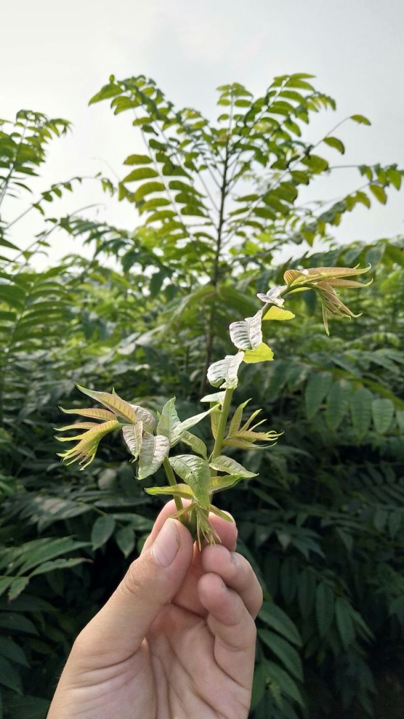 红油香椿苗香椿苗一手货源基地直发提供种植技术指导