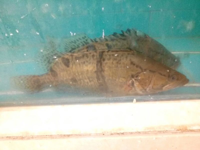 鳜鱼30~40cm食用活鱼