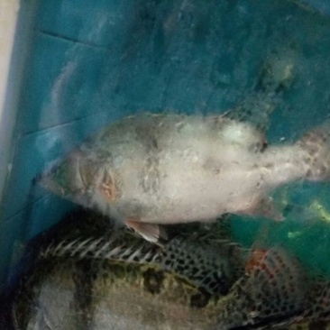 鳜鱼30~40cm食用活鱼