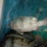 鳜鱼30~40cm食用活鱼