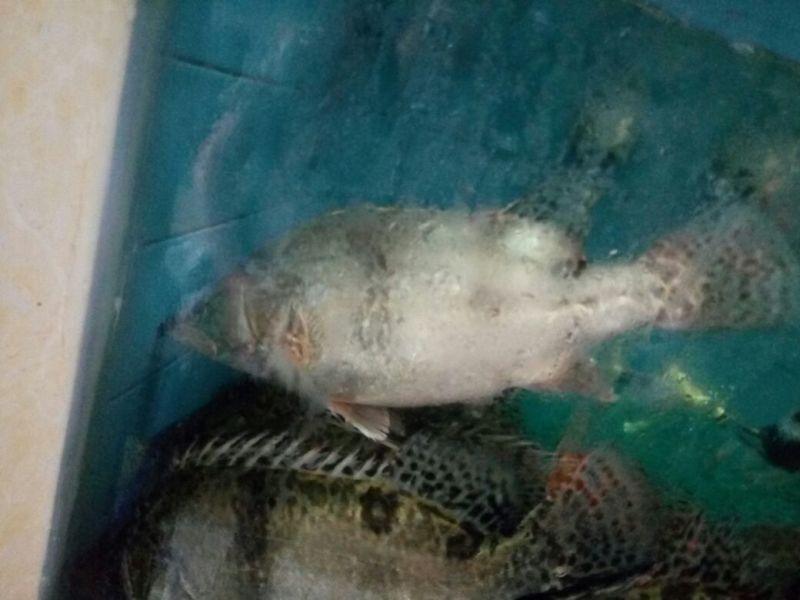 鳜鱼30~40cm食用活鱼