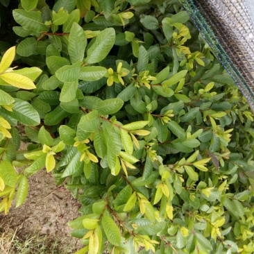 西瓜红珍珠台湾番石榴白心芭乐广西基地直销