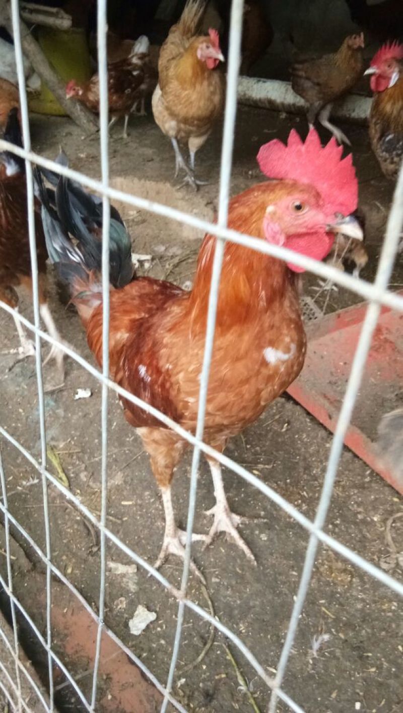 童子鸡2斤以上
