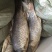 池鲤鱼1~2公斤食用