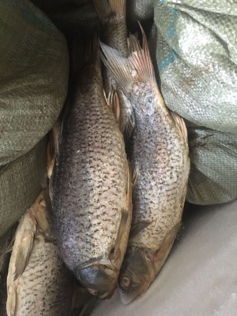 池鲤鱼1~2公斤食用