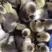 狮头鹅苗250g以下