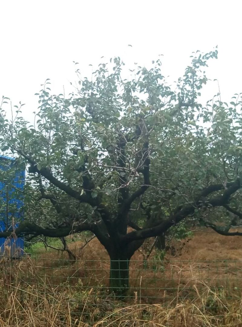 梨树地经30cm