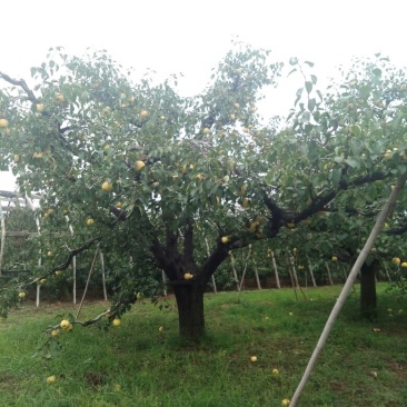 梨树地经30cm