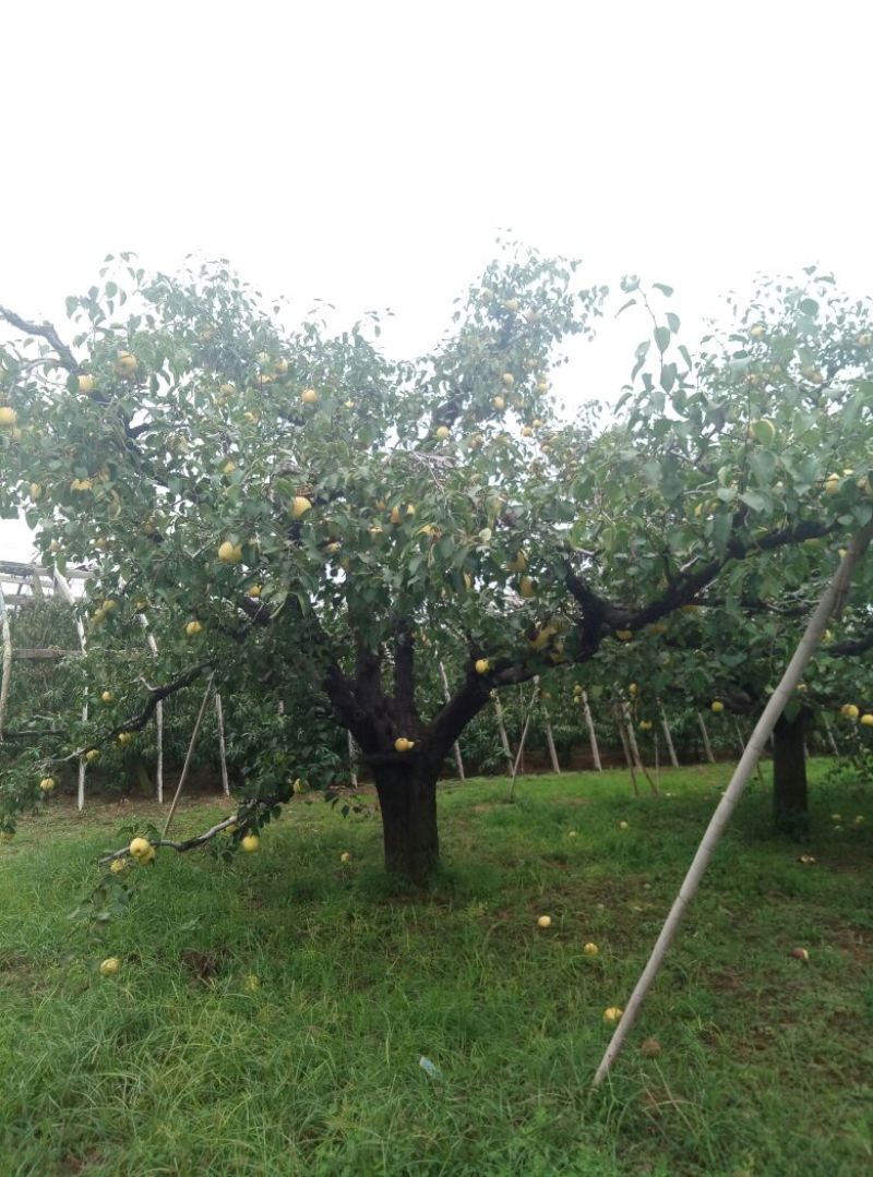 梨树地经30cm