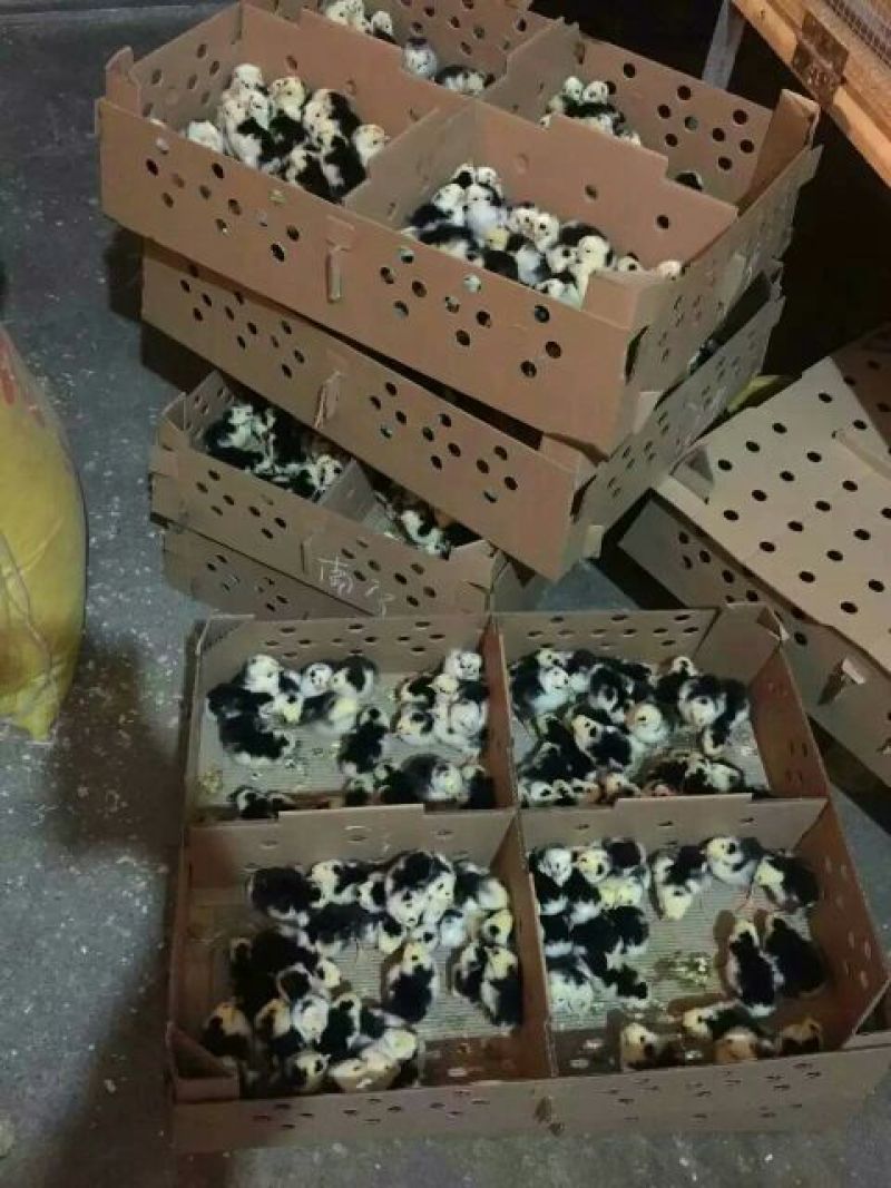 贵妃鸡苗出壳苗和脱温苗都有卖