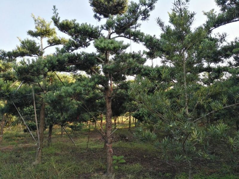 造型罗汉松松8公分到15公分大量供应
