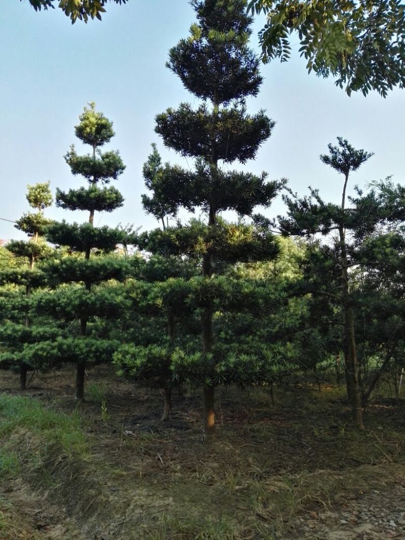 造型罗汉松松8公分到15公分大量供应
