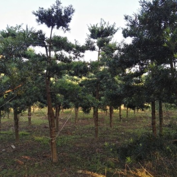造型罗汉松松8公分到15公分大量供应