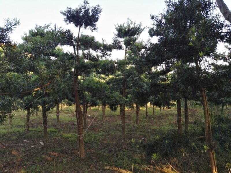造型罗汉松松8公分到15公分大量供应