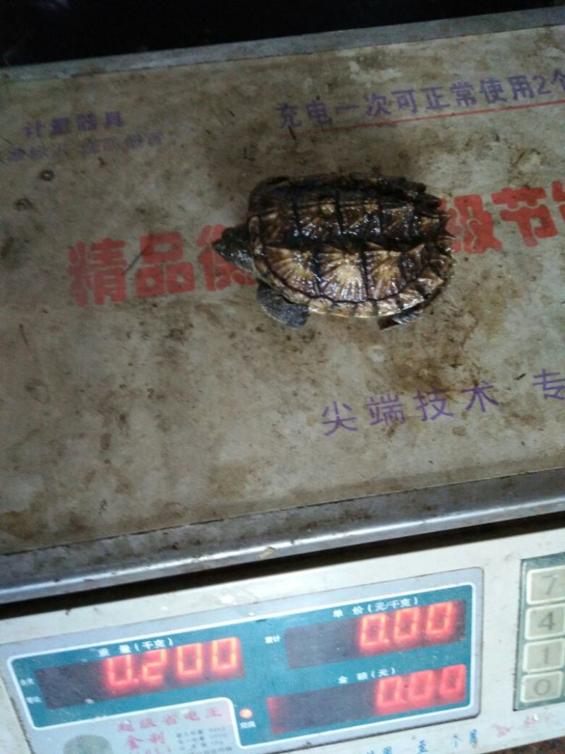 黄沙甲鱼苗