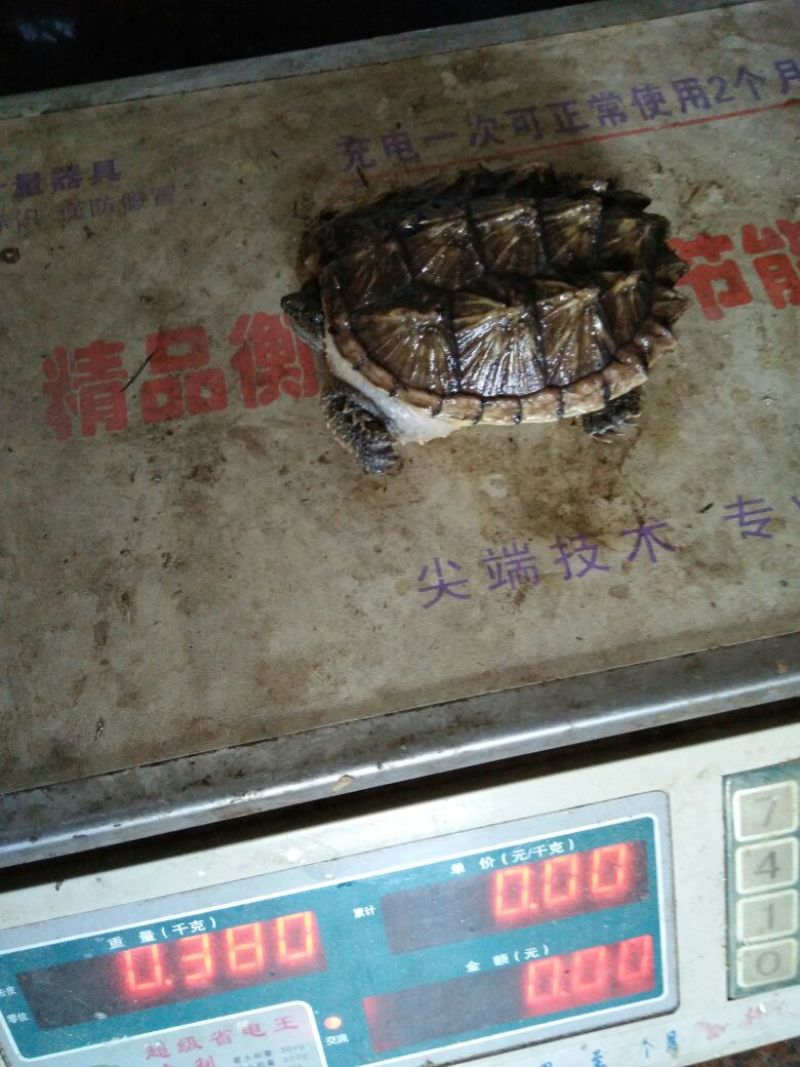 黄沙甲鱼苗