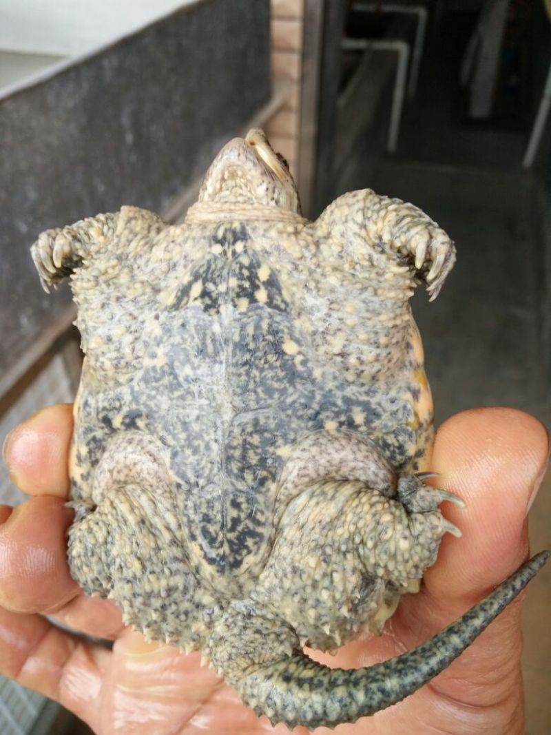 黄沙甲鱼苗