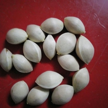 药用白果