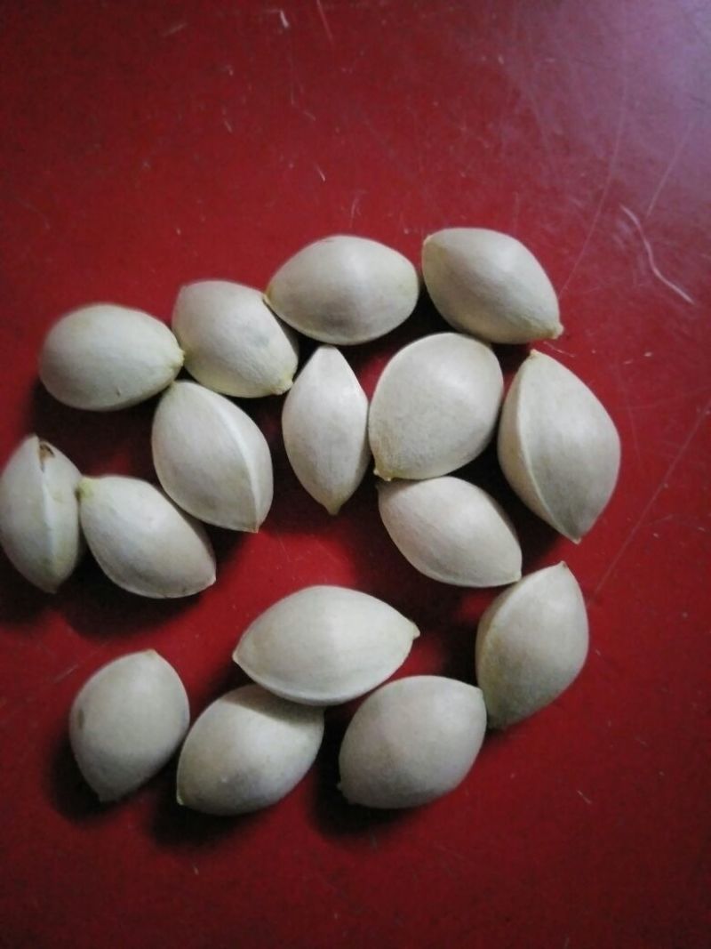 药用白果