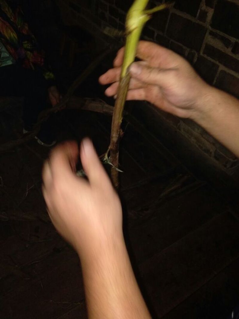 竹虫食用