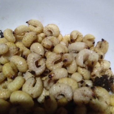 竹虫食用