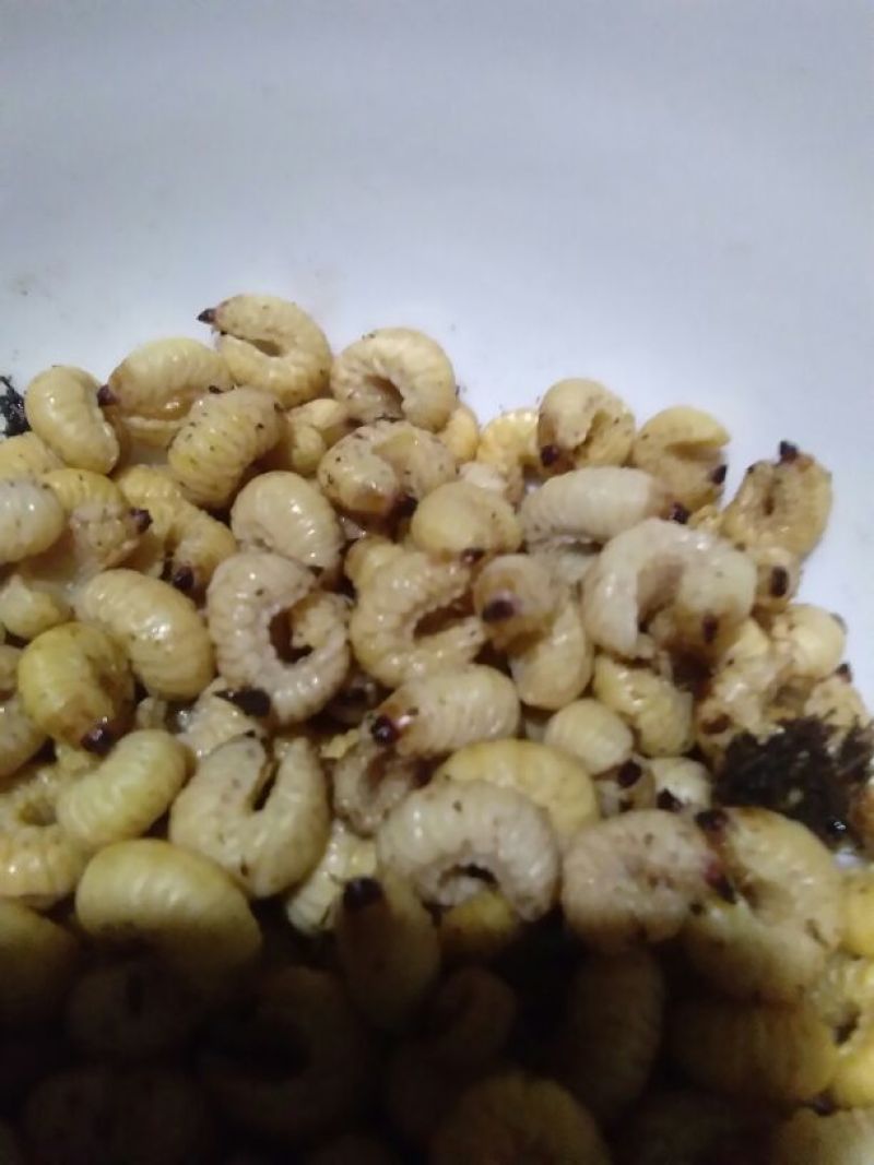 竹虫食用