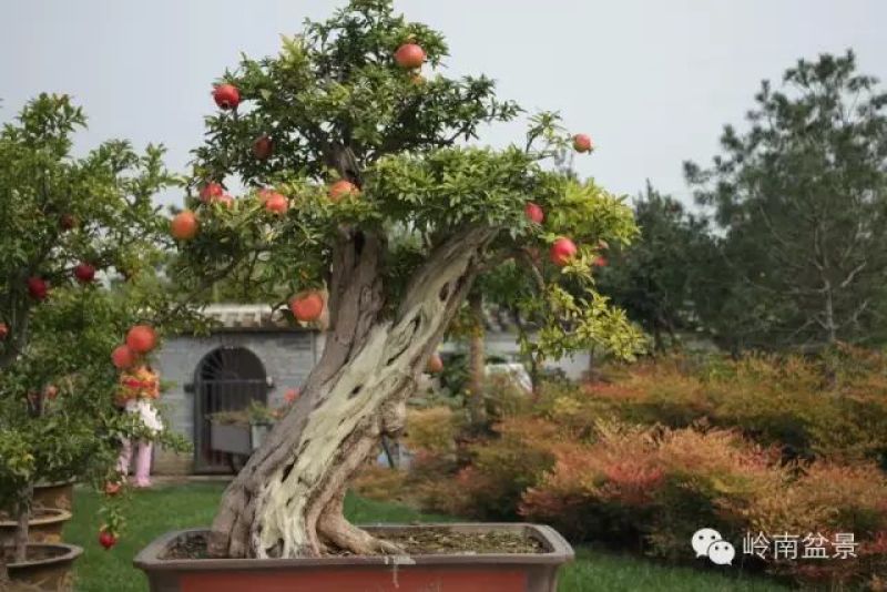 石榴盆景冠世榴园石榴盆景