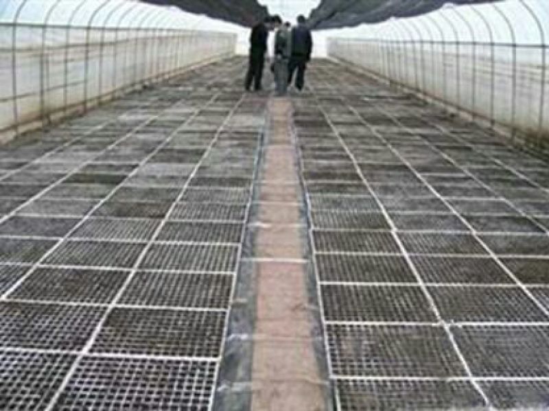 穴盘育苗盘穴盘营养钵塑料蔬菜瓜果苗加厚穴盘